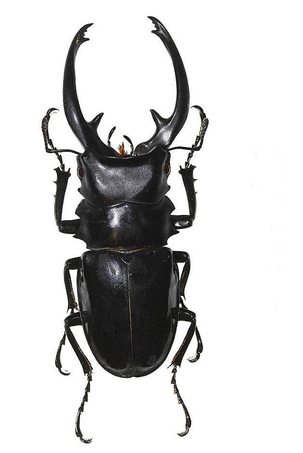 Odontolabis